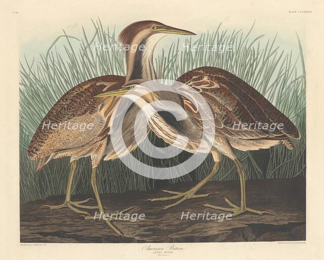 American Bittern, 1836. Creator: Robert Havell.