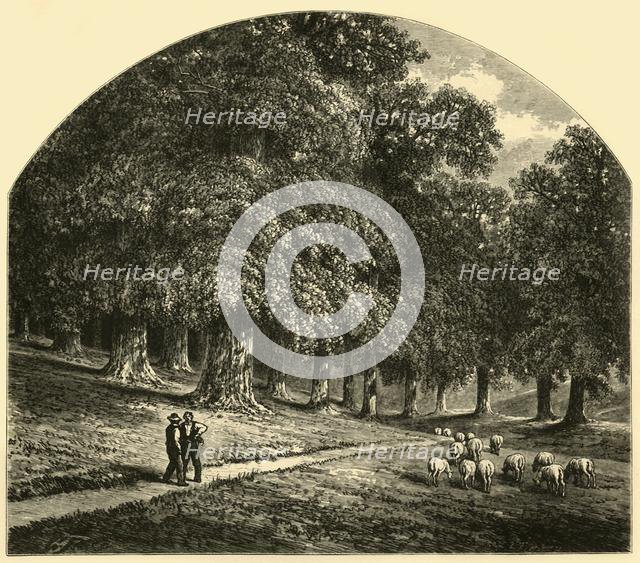 'Druid-Hill Park', 1874.  Creator: John Filmer.