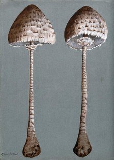 Parasol mushrooms (Lepiota procera): two fruiting bodies, c1890s. Creator: Unknown.