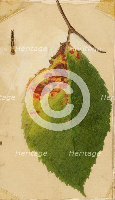 Crumpled and Withered Leaf Edge Mimicking Caterpillar..., late 19th-early 20th century. Creator: Emma Beach Thayer.