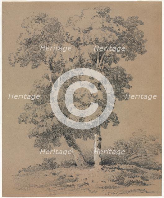 Tree Study, 19th century. Creator: Jules Coignet (French, 1798-1860).