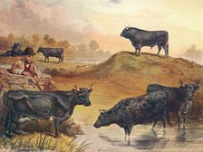 Kerry cattle, c1903 (c1910). Artist: WA Woods.