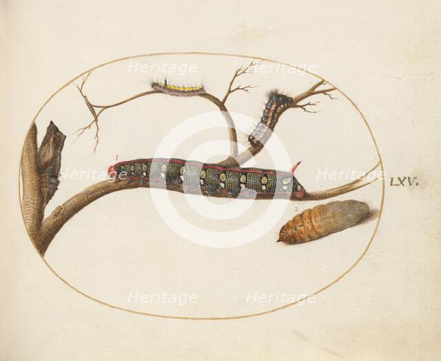 Animalia Qvadrvpedia et Reptilia (Terra): Plate LXV, c. 1575/1580. Creator: Joris Hoefnagel.