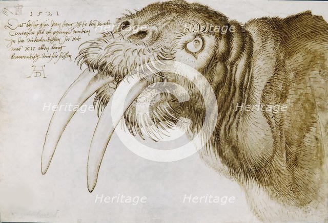 Head of a Walrus , 1521. Creator: Dürer, Albrecht (1471-1528).
