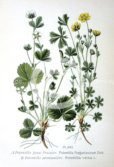 Barren strawberry and spring cinquefoil, 1893. Artist: Unknown