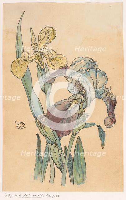 Iris, in or before 1893. Creator: Willem Wenckebach.