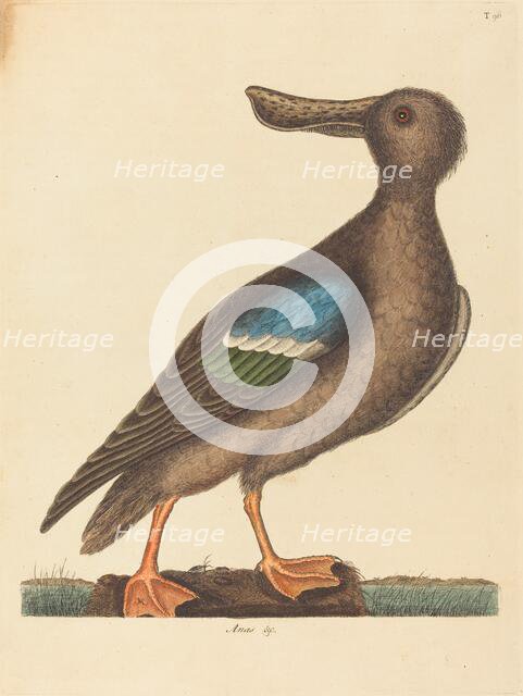 The Blue Winged Shoveler (Anas clypeata foemina), published 1754. Creator: Mark Catesby.