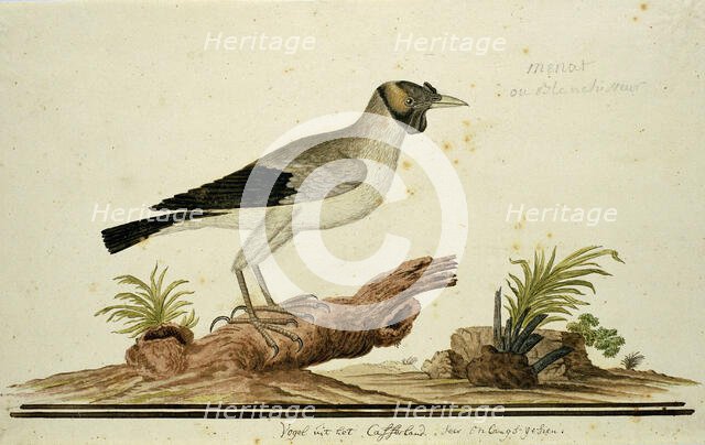 Wattled starling (Creatophora cinerea): a female, 1777-1786. Creator: Robert Jacob Gordon.