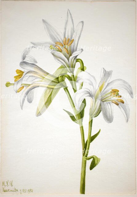 Washington Lily (Lilium washingtonianum), 1933. Creator: Mary Vaux Walcott.