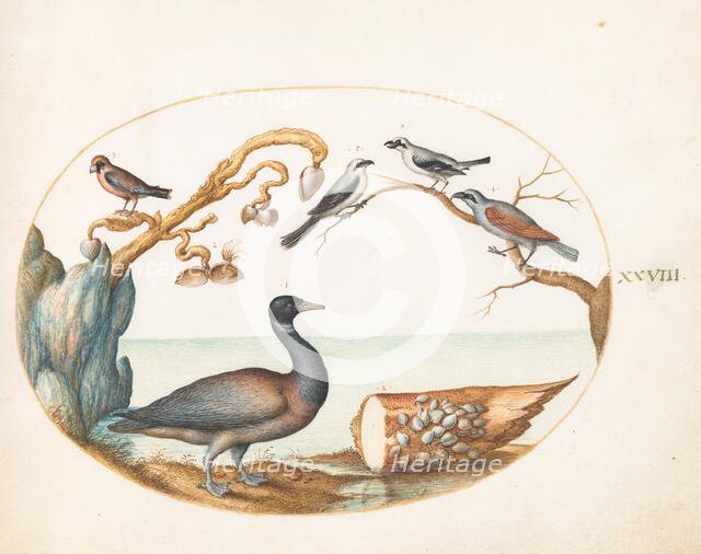 Animalia Volatilia et Amphibia (Aier): Plate XXVIII, c. 1575/1580. Creator: Joris Hoefnagel.