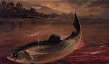 Sea Trout, 1895. Creator: E P Bradly.