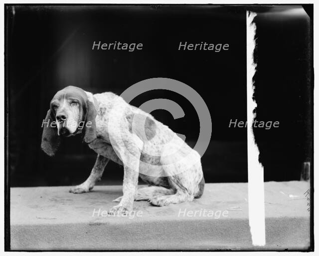 Old Ben, English fox hound, between 1895 and 1910. Creator: Unknown.