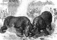 Exhibition of Rhinoceros-Fighting at Baroda, 1876. Creator: Unknown.