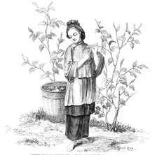 Chinese Woman gathering Tea - from a drawing by a Chinese artist, 1857. Creator: Unknown.