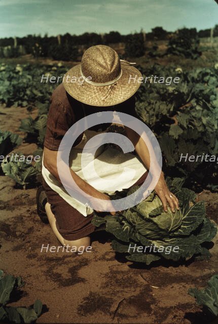 Mrs. Norris with homegrown cabbage, one of the many vegetables..., Pie Town, New Mexico, 1940. Creator: Russell Lee.
