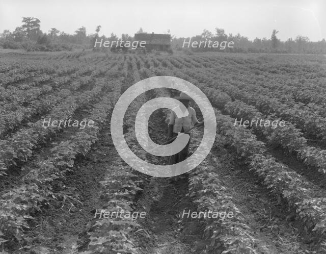 Cotton, Coahoma County, Mississippi, 1937. Creator: Dorothea Lange.