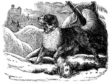 Dog from the Hospice of St Bernard finding a traveller in the snow, c1840. Artist: Unknown