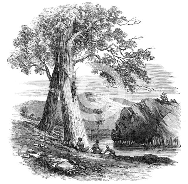 Sketches in Australia - Mode of Climbing a Tree, 1857. Creator: Unknown.