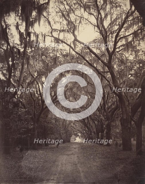Bonaventure Cemetery, Four Miles from Savannah, 1866. Creator: George N. Barnard.