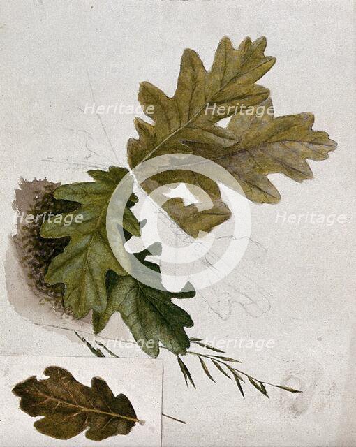 Leaves of oak (Quercus species), c19th century. Creator: Unknown.