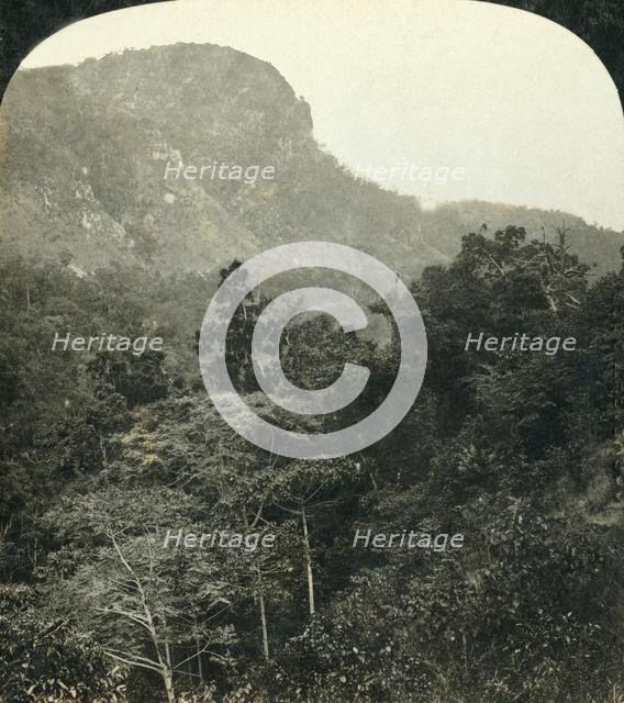 'Tropical Vegetation in the Barron River Gorge,...Cairns, Queensland, Australia', c1909.  Creator: George Rose.