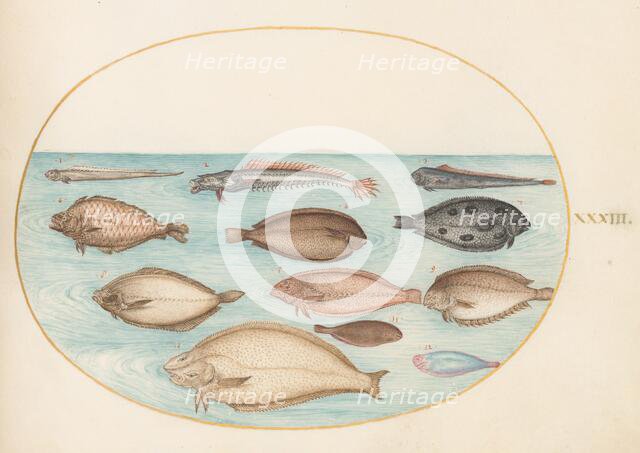 Animalia Aqvatilia et Cochiliata (Aqva): Plate XXXIII, c. 1575/1580. Creator: Joris Hoefnagel.