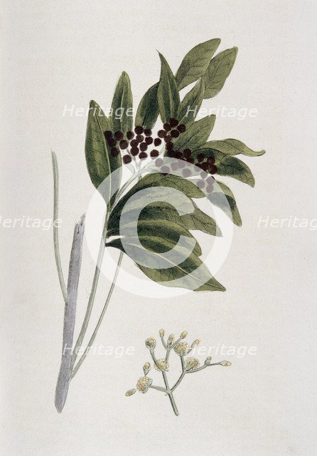 Allspice, 1823. Artist: Unknown