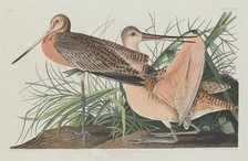 Great Marbled Godwit, 1835. Creator: Robert Havell.