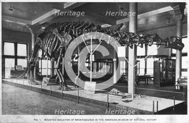 Brontosaurus skeleton, American Museum of Natural History, New York, USA, early 20th century(?). Artist: Unknown