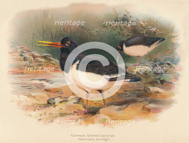 'Common Oyster-Catcher (Haematopus ostralegus)', 1900, (1900). Artist: Charles Whymper.