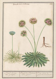 Cowslip (Primula), 1596-1610. Creators: Anselmus de Boodt, Elias Verhulst.