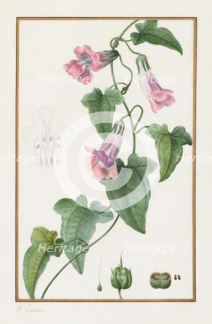 (Botanical: Maurándia semperflorens), 1836. Creator: Pancrace Bessa (French, 1772-1846).