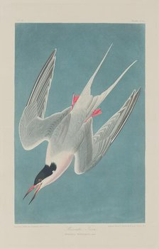 Roseate Tern, 1835. Creator: Robert Havell.