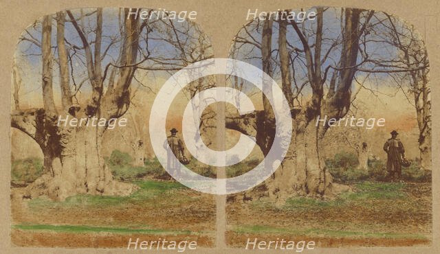 Burnham Beeches. (The finest Specimens in the World.), 1857-1859. Creator: William Morris Grundy.