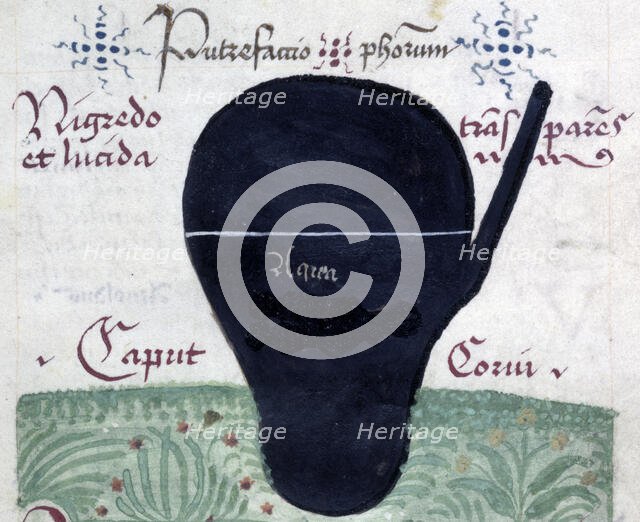 Putrefactio philosophorum (The putrefaction of the philosophers), late 13th century. Creator: Arnold of Villanova.