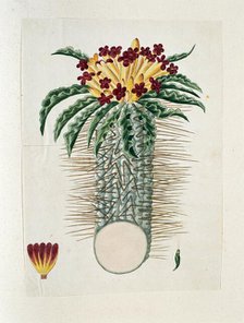 Pachypodium Namaquanum (Wylie ex. Harv.) Well (halfmens), 1778-1786. Creator: Robert Jacob Gordon.