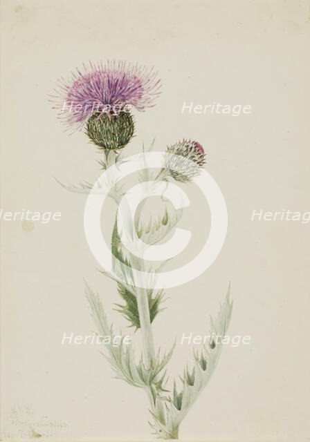 Prairie Thistle (Cirsium undulatum), 1923. Creator: Mary Vaux Walcott.