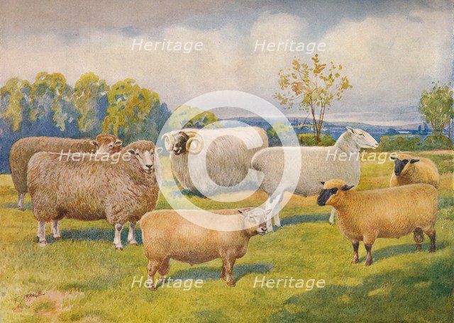 Breeds of sheep, c1902 (c1910). Artist: Frank Babbage.