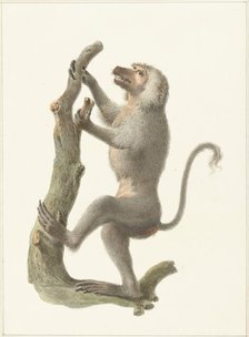 Mantle baboon, 1759-1842. Creator: Pieter Bartholomeusz. Barbiers.