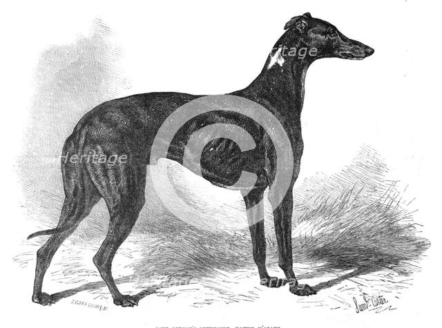 Lord Lurgan's greyhound, Master M'Grath, 1871. Creator: John Greenaway.