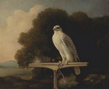 Greenland Falcon;Gyr Falcon, 1780. Creator: George Stubbs.
