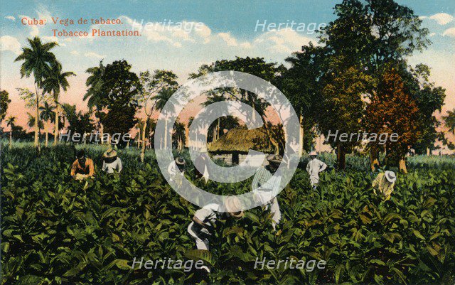 Cuba: Vega de tabaco. Tobacco Plantation, c1900. Artist: Unknown