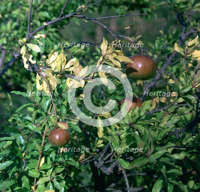 Pomegranates in Sicily. Artist: Unknown