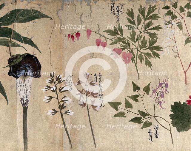 Five flowering plants, one possibly a voodoo lily (Sauromatum venosum), 1870. Creator: Unknown.