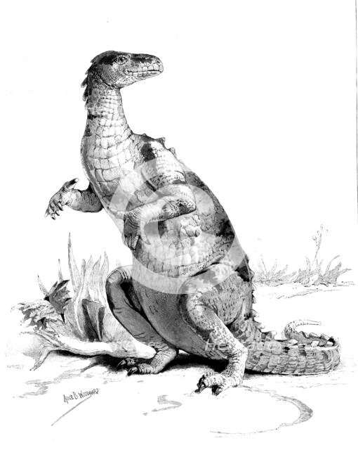 Restored figure of the Iguanodon - sketched by Miss Alice B. Woodward, 1895. Creator: Unknown.