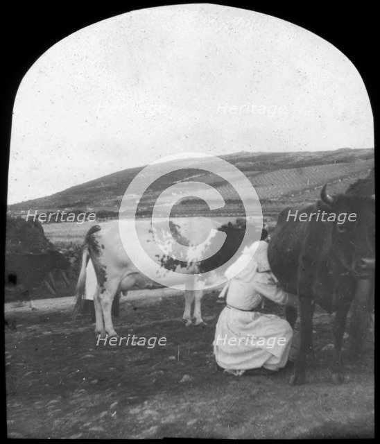 Milking, late 19th or early 20th century. Artist: Unknown