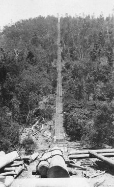 Pine Chute, Biarra, 1925. Creator: Jack Bain.