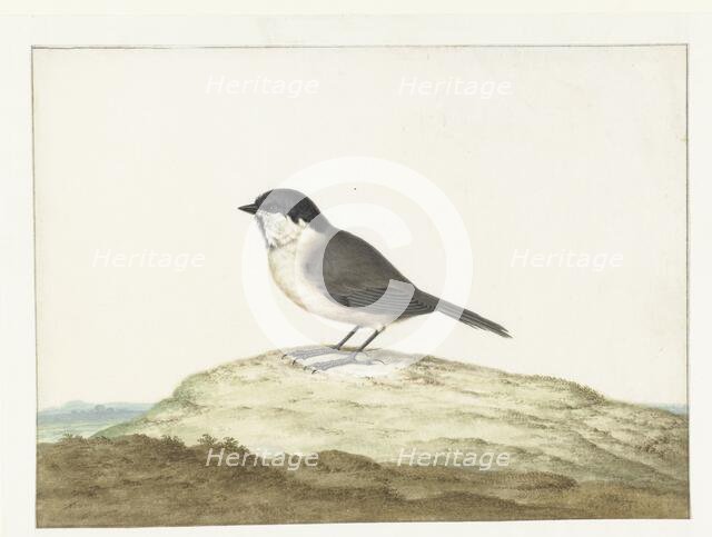 Marsh tit, 1658-1726. Creator: Johannes Bronkhorst.