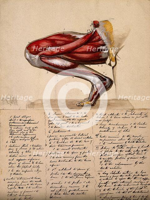Muscles of the leg and foot: medial side view, with knee bent and foot flexed, 1800-1899. Creator: Unknown.