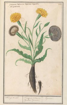 Lesser salsify (Scorzonera humilis), 1596-1610. Creators: Anselmus de Boodt, Elias Verhulst.